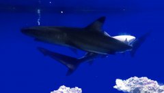 云阳项目--海洋馆