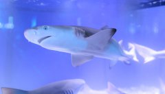 定西项目--海洋展